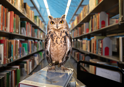 Warriors Read-Alikes, The Seattle Public Library